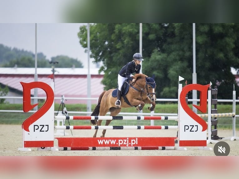 Weitere Ponys/Kleinpferde Wallach 13 Jahre 149 cm Fuchs in Gorzów Wielkopolski