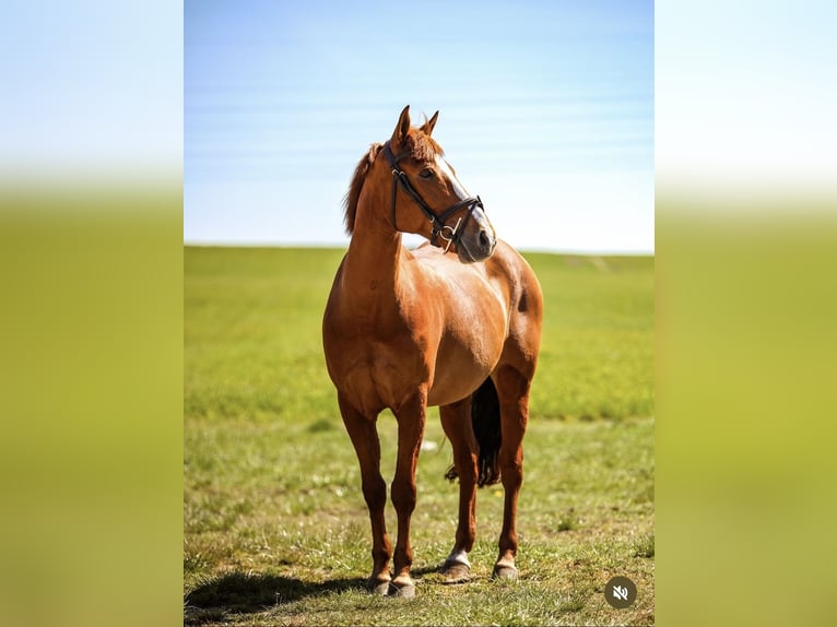Weitere Ponys/Kleinpferde Wallach 13 Jahre 149 cm Fuchs in Gorzów Wielkopolski