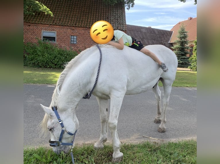 Weitere Ponys/Kleinpferde Mix Wallach 13 Jahre 150 cm Schimmel in Hilgermissen