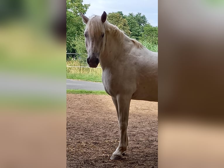 Weitere Ponys/Kleinpferde Mix Wallach 13 Jahre 150 cm Schimmel in Hilgermissen
