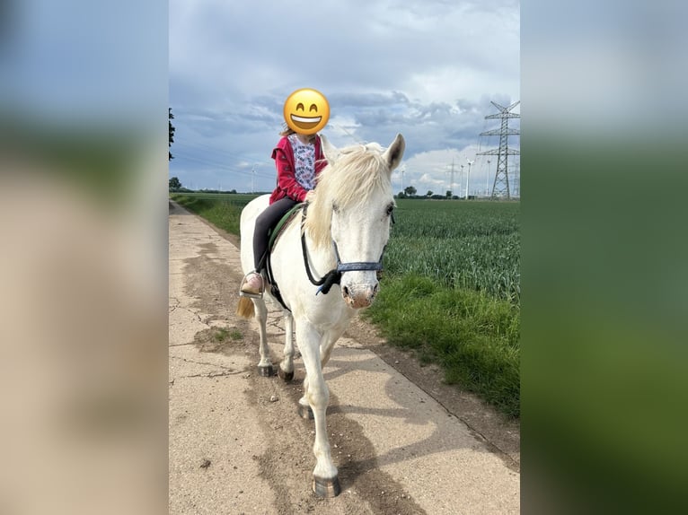Weitere Ponys/Kleinpferde Mix Wallach 13 Jahre 150 cm Schimmel in Hilgermissen