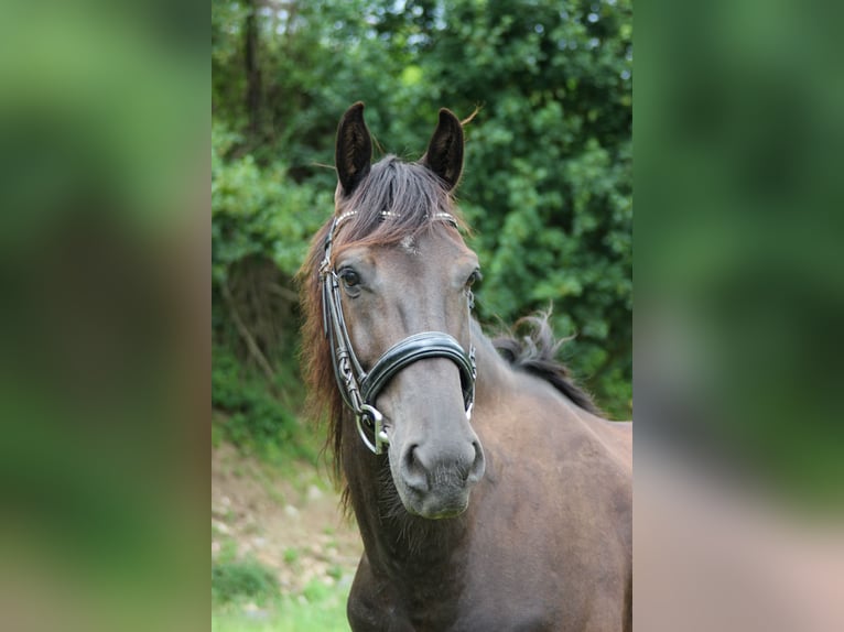 Weitere Ponys/Kleinpferde Wallach 13 Jahre 152 cm Rappe in Graben