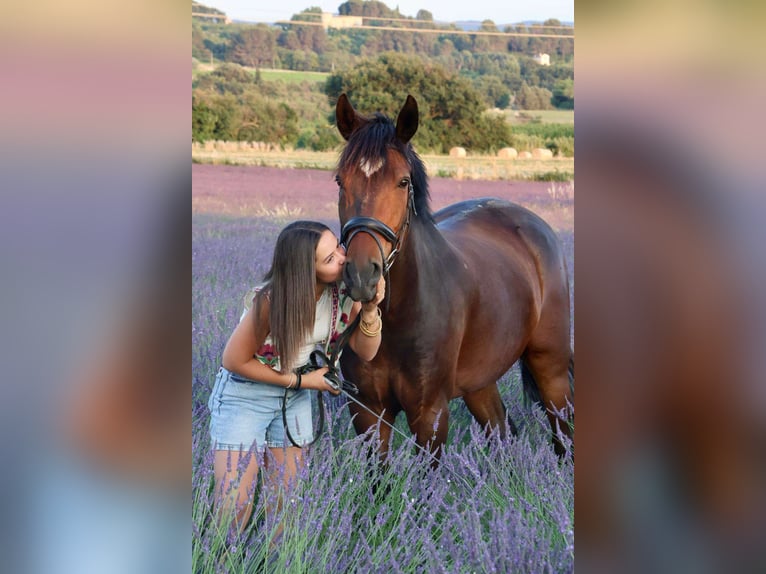 Weitere Ponys/Kleinpferde Wallach 13 Jahre 154 cm Brauner in Apt