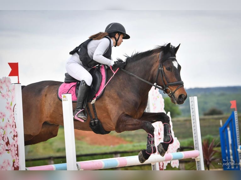 Weitere Ponys/Kleinpferde Wallach 13 Jahre 154 cm Brauner in Apt