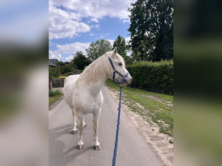 Weitere Ponys/Kleinpferde Mix Wallach 13 Jahre 158 cm Schimmel in Hilgermissen