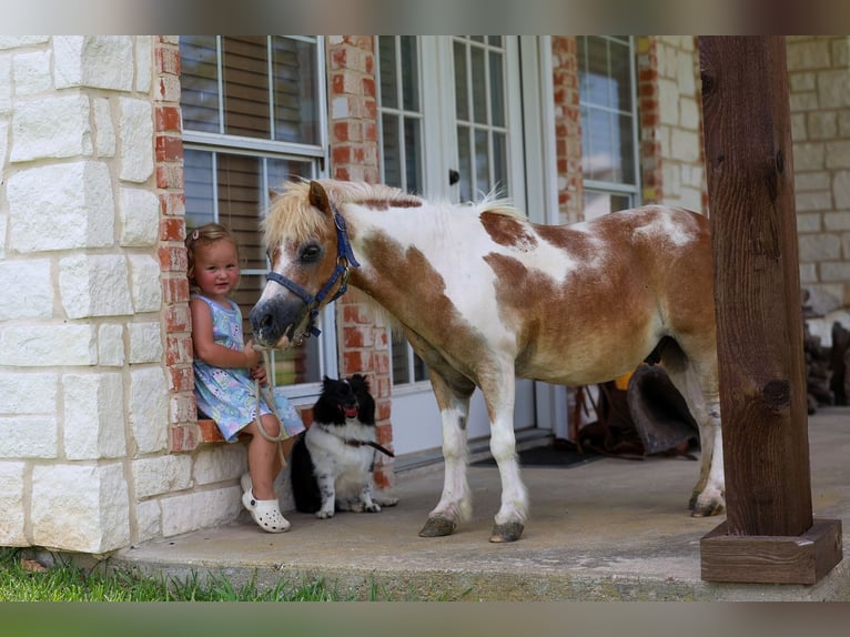 Weitere Ponys/Kleinpferde Wallach 13 Jahre 79 cm Schecke in Forney