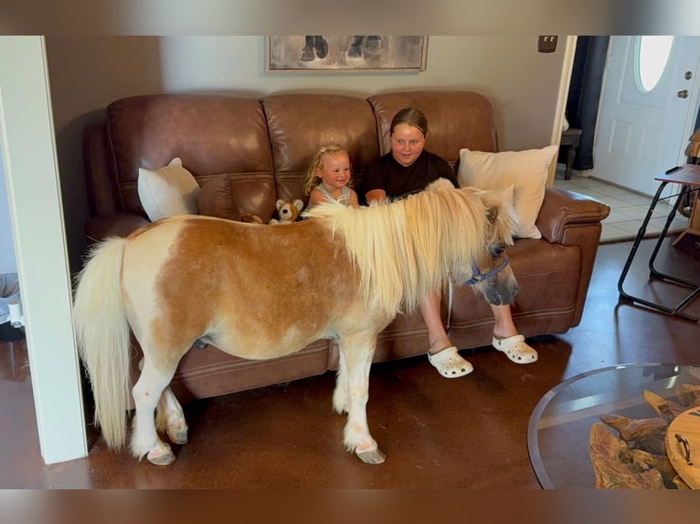 Weitere Ponys/Kleinpferde Wallach 13 Jahre 79 cm Schecke in Forney