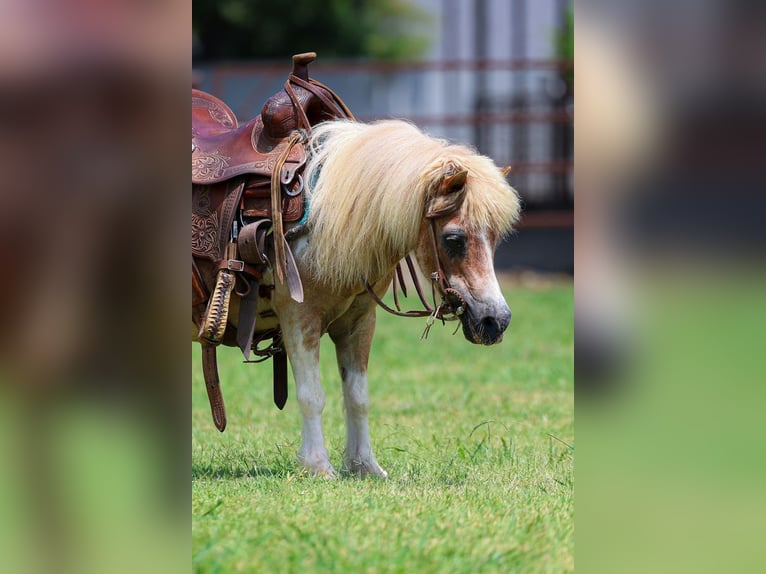 Weitere Ponys/Kleinpferde Wallach 13 Jahre 79 cm Schecke in Forney