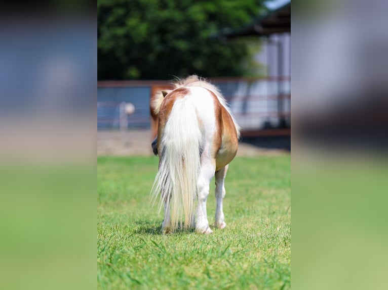 Weitere Ponys/Kleinpferde Wallach 13 Jahre 79 cm Schecke in Forney