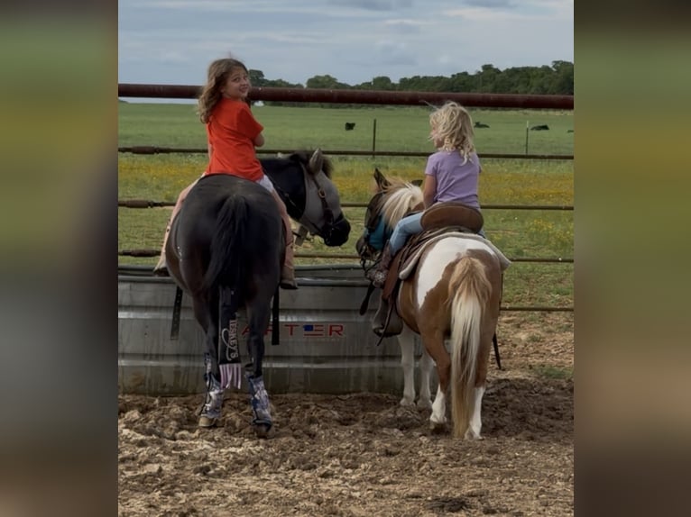 Weitere Ponys/Kleinpferde Wallach 13 Jahre 91 cm Schecke in Cisco