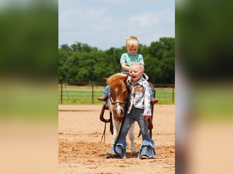 Weitere Ponys/Kleinpferde Wallach 13 Jahre 91 cm Schecke in Cisco