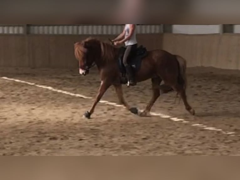 Weitere Ponys/Kleinpferde Wallach 13 Jahre Dunkelfuchs in Zwettl Stift