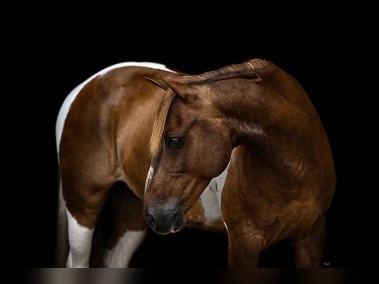 Weitere Ponys/Kleinpferde Wallach 13 Jahre Schecke in Purdy