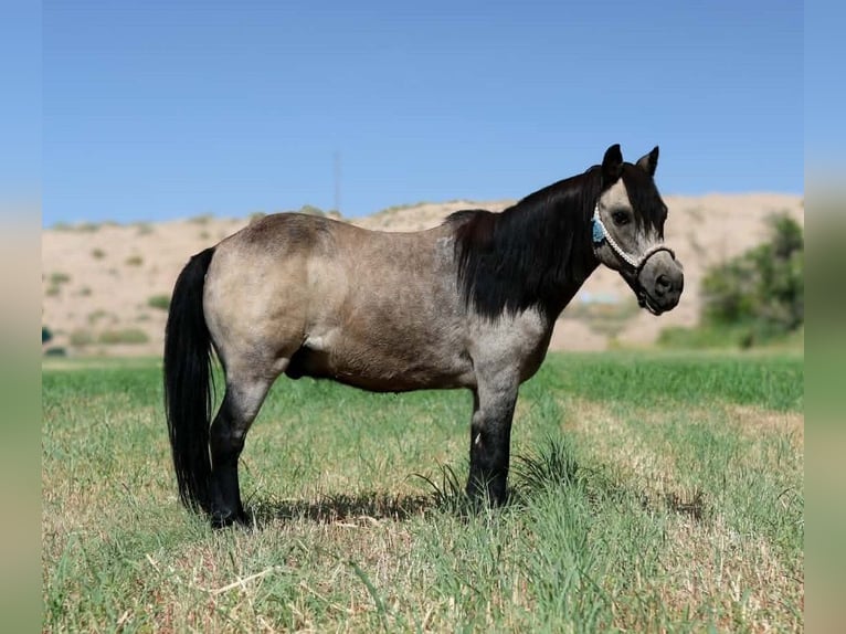 Weitere Ponys/Kleinpferde Wallach 14 Jahre 102 cm Buckskin in El Paso