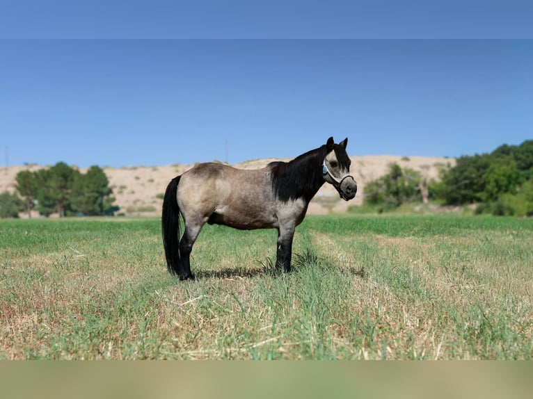 Weitere Ponys/Kleinpferde Wallach 14 Jahre 102 cm Buckskin in El Paso