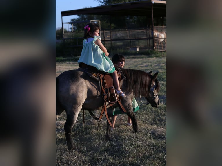 Weitere Ponys/Kleinpferde Wallach 14 Jahre 102 cm Buckskin in El Paso