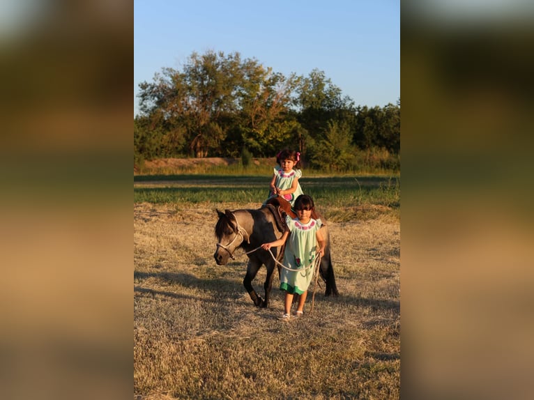 Weitere Ponys/Kleinpferde Wallach 14 Jahre 102 cm Buckskin in El Paso