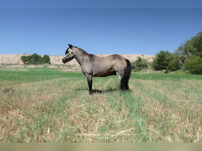 Weitere Ponys/Kleinpferde Wallach 14 Jahre 102 cm Buckskin in El Paso