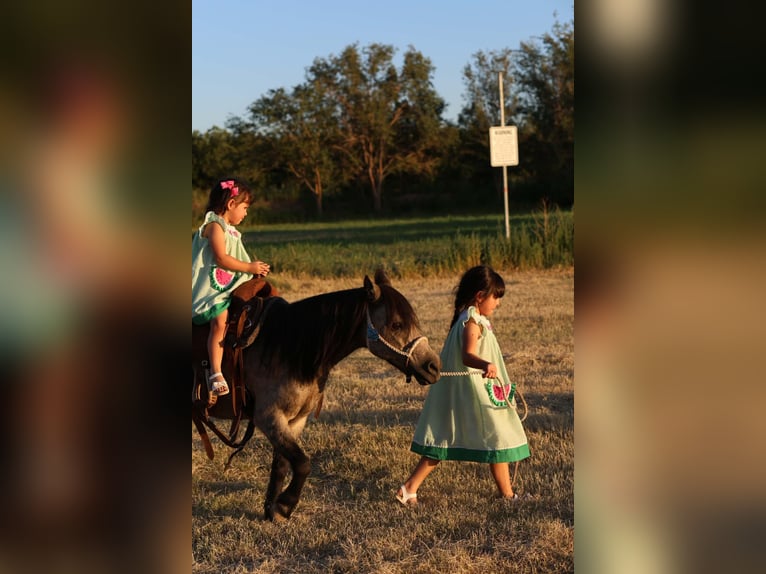 Weitere Ponys/Kleinpferde Wallach 14 Jahre 102 cm Buckskin in El Paso