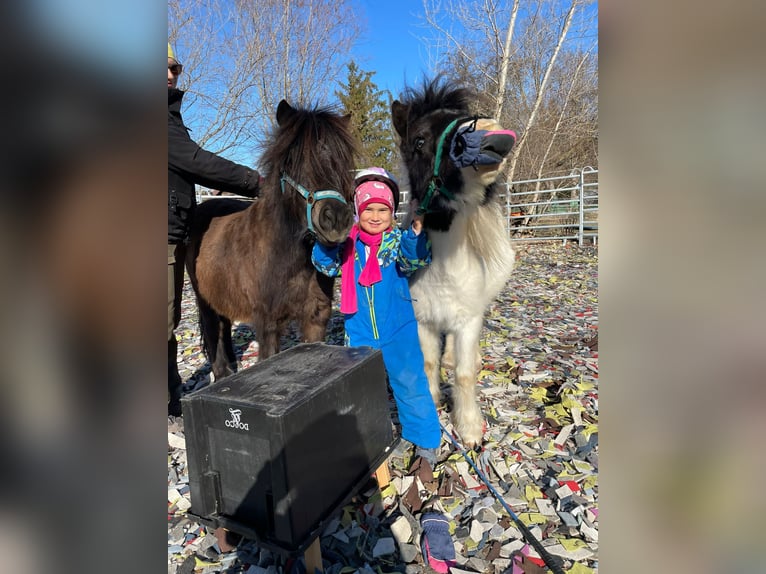 Weitere Ponys/Kleinpferde Wallach 14 Jahre 105 cm Brauner in Frohsdorf
