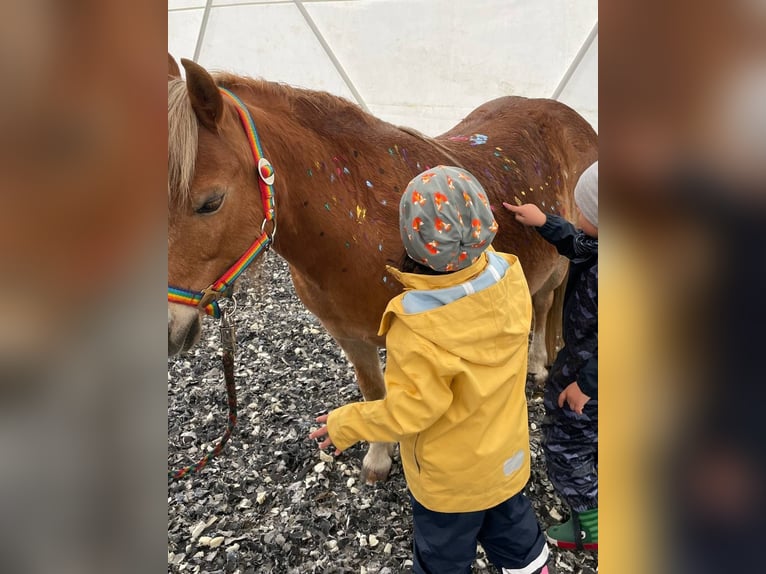Weitere Ponys/Kleinpferde Wallach 14 Jahre 115 cm Fuchs in Frohsdorf