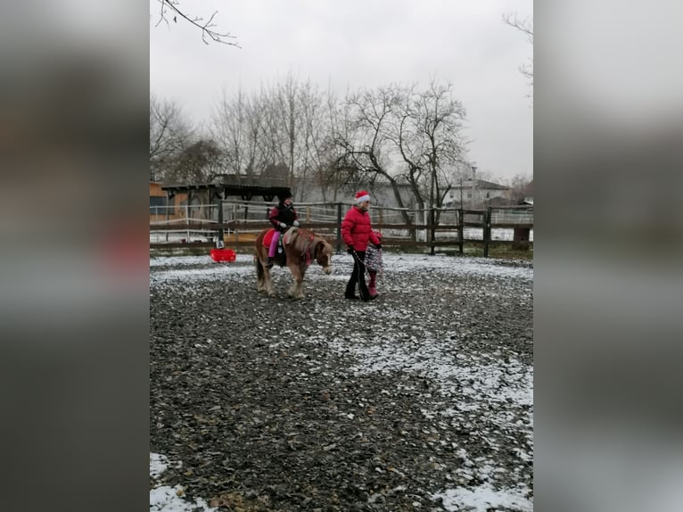 Weitere Ponys/Kleinpferde Wallach 14 Jahre 115 cm Fuchs in Frohsdorf