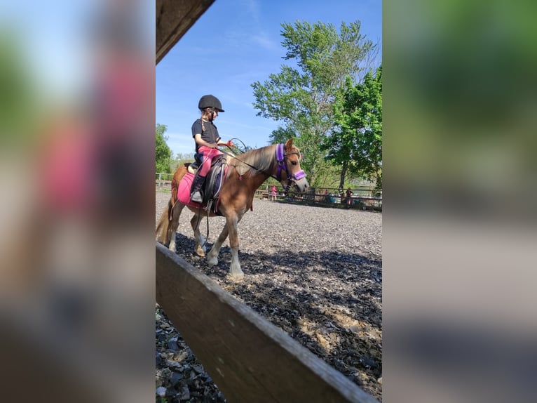 Weitere Ponys/Kleinpferde Wallach 14 Jahre 115 cm Fuchs in Frohsdorf