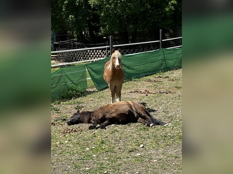 Weitere Ponys/Kleinpferde Wallach 14 Jahre 115 cm Fuchs in Frohsdorf