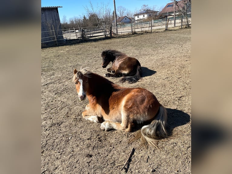 Weitere Ponys/Kleinpferde Wallach 14 Jahre 115 cm Fuchs in Frohsdorf