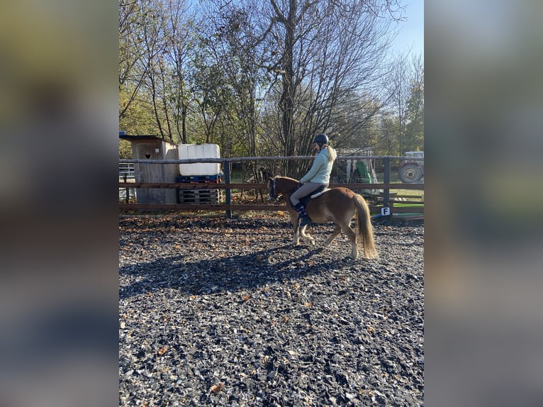 Weitere Ponys/Kleinpferde Wallach 14 Jahre 115 cm Fuchs in Frohsdorf