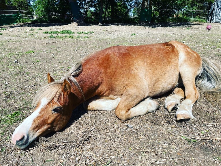 Weitere Ponys/Kleinpferde Wallach 14 Jahre 115 cm Fuchs in Frohsdorf