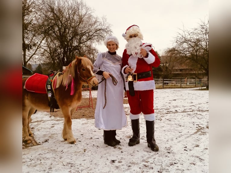 Weitere Ponys/Kleinpferde Wallach 14 Jahre 115 cm Fuchs in Frohsdorf