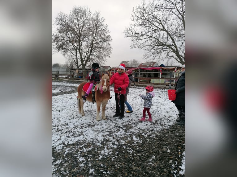 Weitere Ponys/Kleinpferde Wallach 14 Jahre 115 cm Fuchs in Frohsdorf