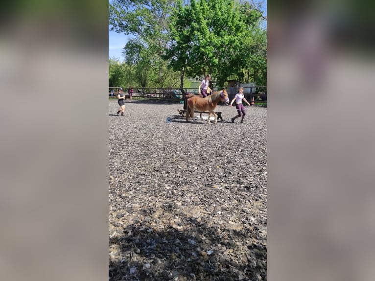 Weitere Ponys/Kleinpferde Wallach 14 Jahre 115 cm Fuchs in Frohsdorf