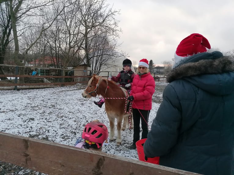 Weitere Ponys/Kleinpferde Wallach 14 Jahre 115 cm Fuchs in Frohsdorf