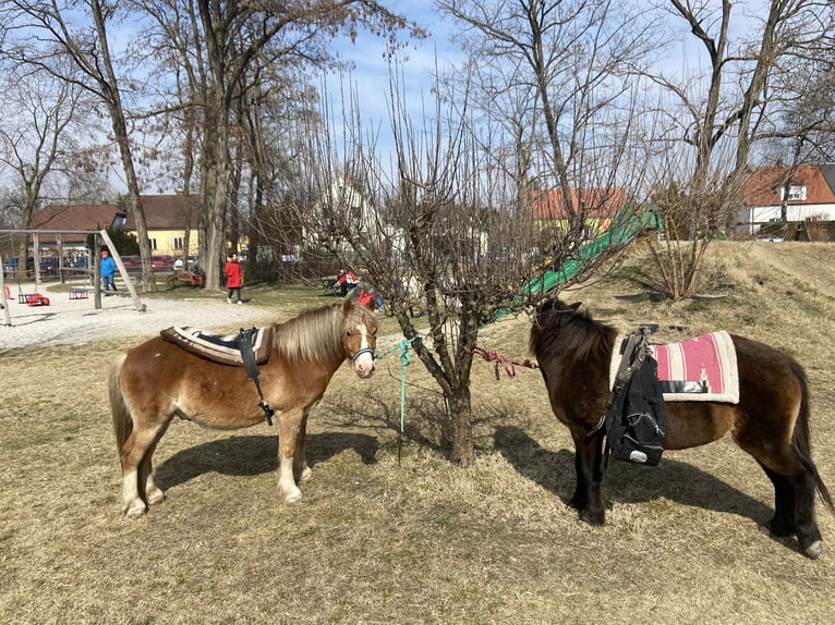 Weitere Ponys/Kleinpferde Wallach 14 Jahre 115 cm Fuchs in Frohsdorf