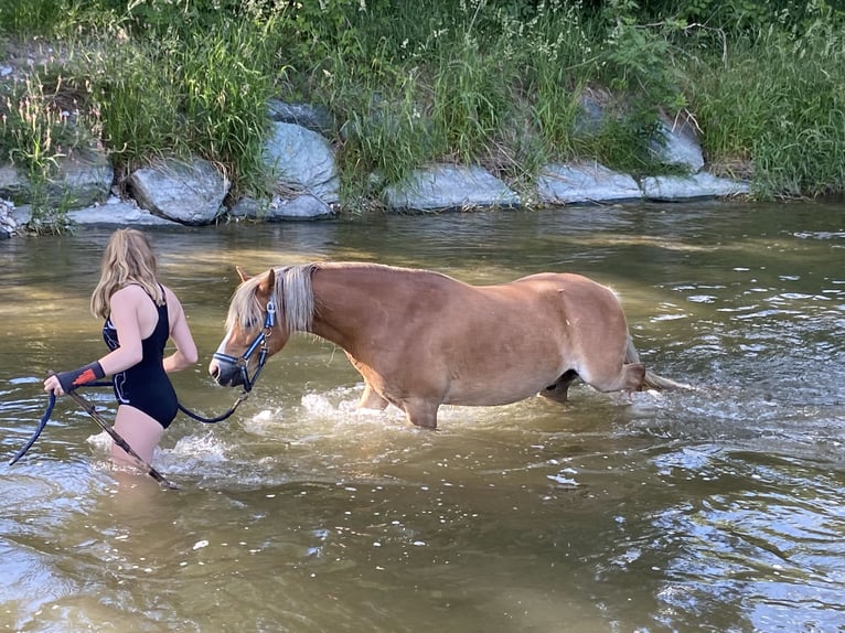 Weitere Ponys/Kleinpferde Wallach 14 Jahre 115 cm Fuchs in Frohsdorf