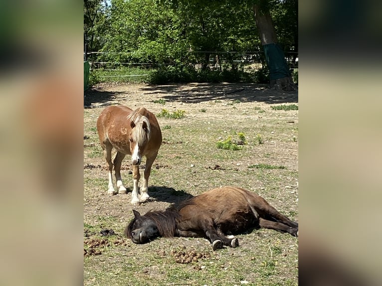 Weitere Ponys/Kleinpferde Wallach 14 Jahre 115 cm Fuchs in Frohsdorf