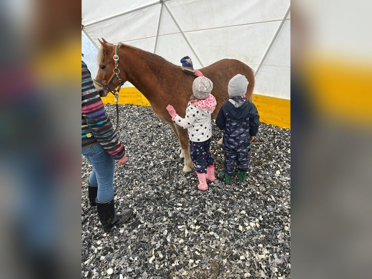 Weitere Ponys/Kleinpferde Wallach 14 Jahre 115 cm Fuchs in Frohsdorf