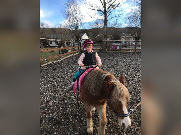 Weitere Ponys/Kleinpferde Wallach 14 Jahre 115 cm Fuchs in Frohsdorf