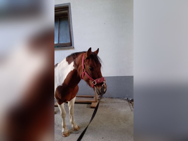 Weitere Ponys/Kleinpferde Wallach 14 Jahre 117 cm Schecke in Münster
