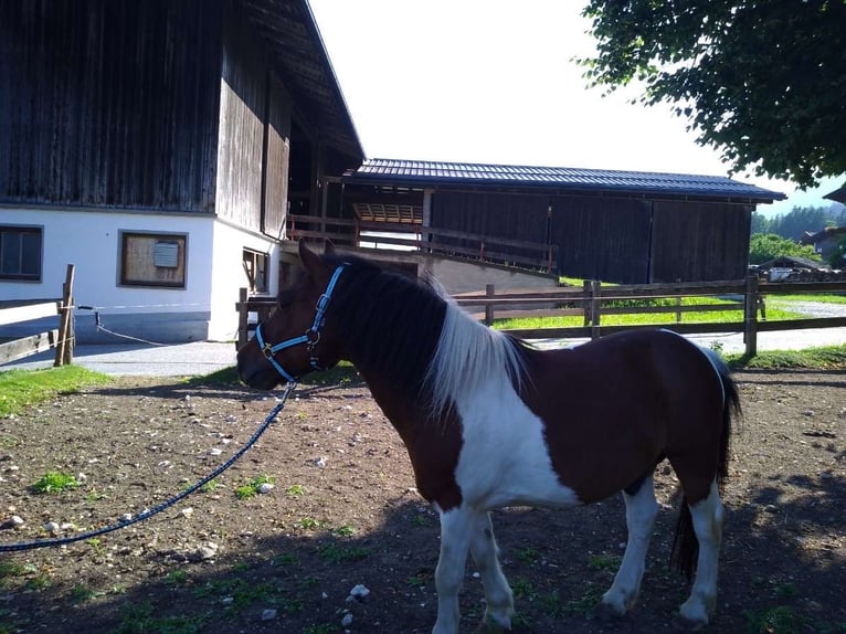 Weitere Ponys/Kleinpferde Wallach 14 Jahre 117 cm Schecke in Münster