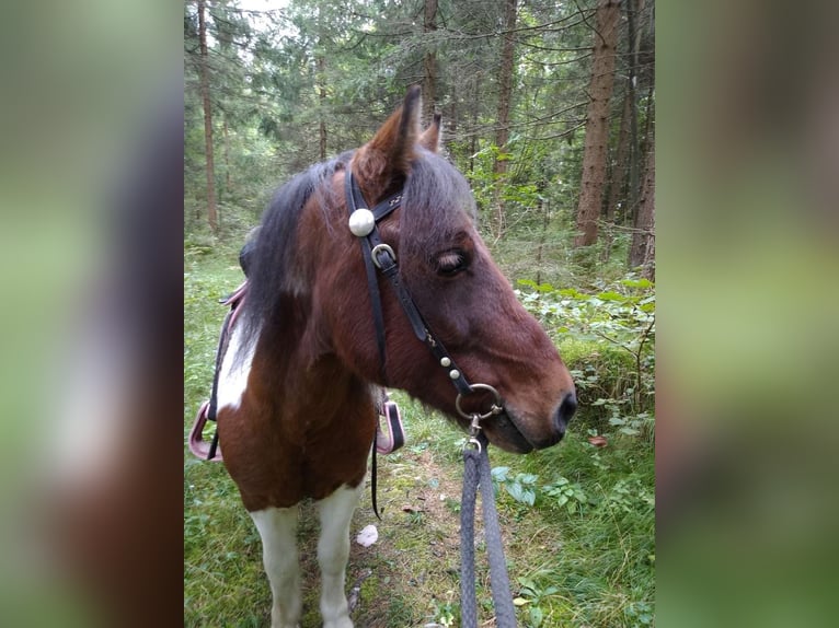 Weitere Ponys/Kleinpferde Wallach 14 Jahre 117 cm Schecke in Münster