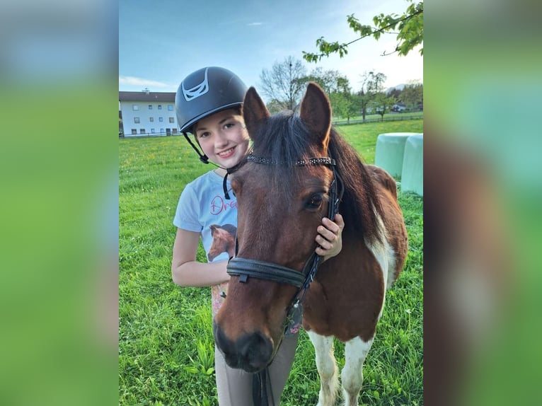 Weitere Ponys/Kleinpferde Wallach 14 Jahre 117 cm Schecke in Münster