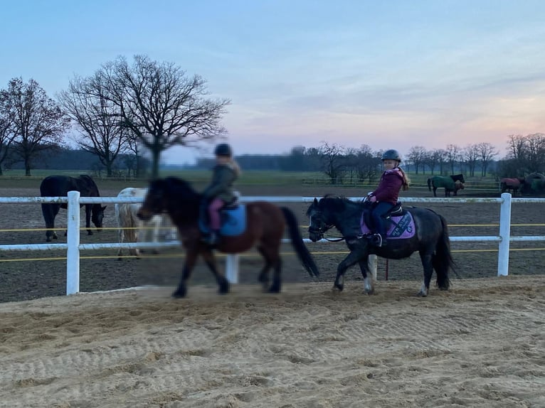 Weitere Ponys/Kleinpferde Wallach 14 Jahre 120 cm Blauschimmel in Plattenburg