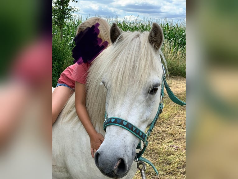 Weitere Ponys/Kleinpferde Wallach 14 Jahre 122 cm Schimmel in Elbe-Parey