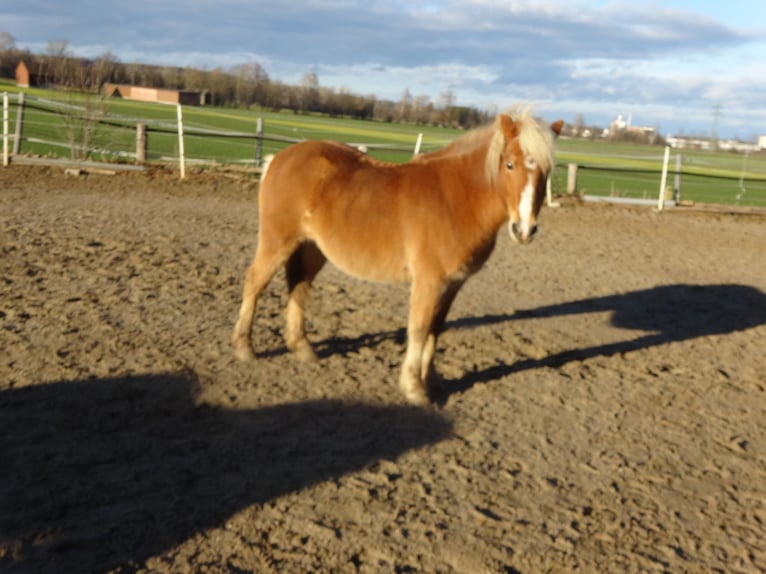 Weitere Ponys/Kleinpferde Mix Wallach 14 Jahre 130 cm Fuchs in Wehringen