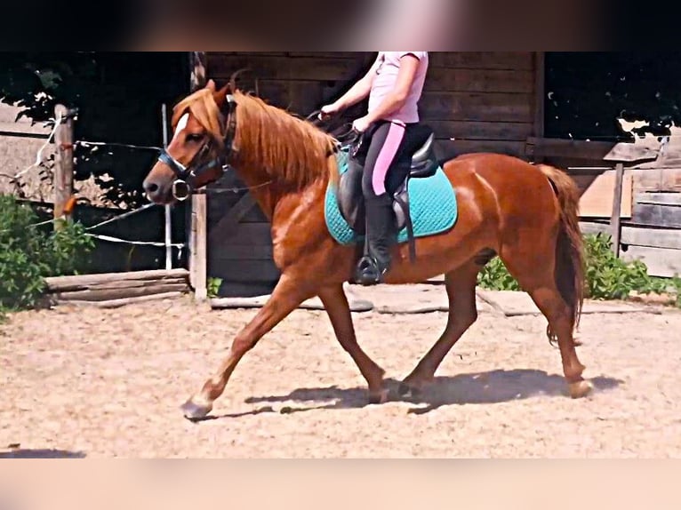 Weitere Ponys/Kleinpferde Mix Wallach 14 Jahre 130 cm Fuchs in Wehringen