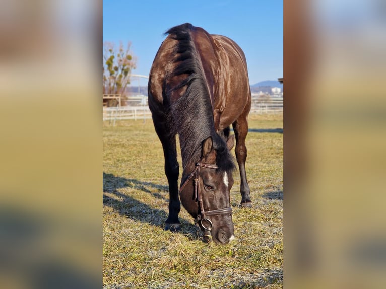 Weitere Ponys/Kleinpferde Wallach 14 Jahre 135 cm in Deggendorf