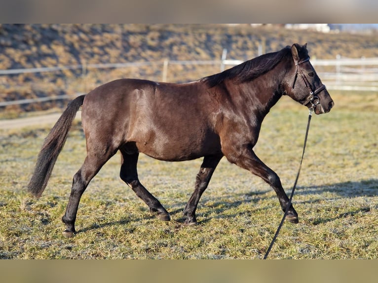 Weitere Ponys/Kleinpferde Wallach 14 Jahre 135 cm in Deggendorf